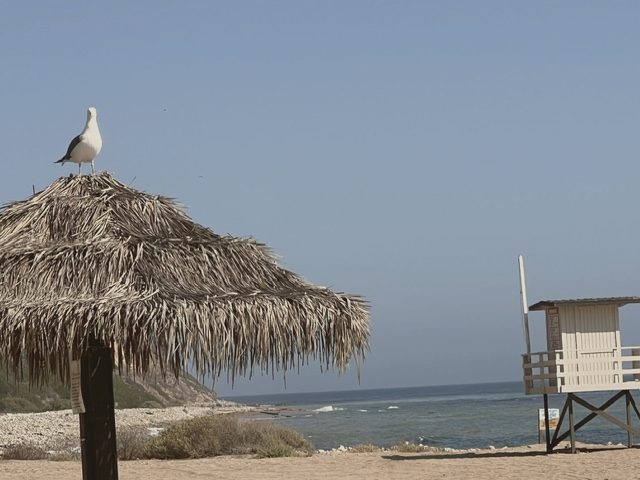 A thatched palapa on the sand, ocean beyond